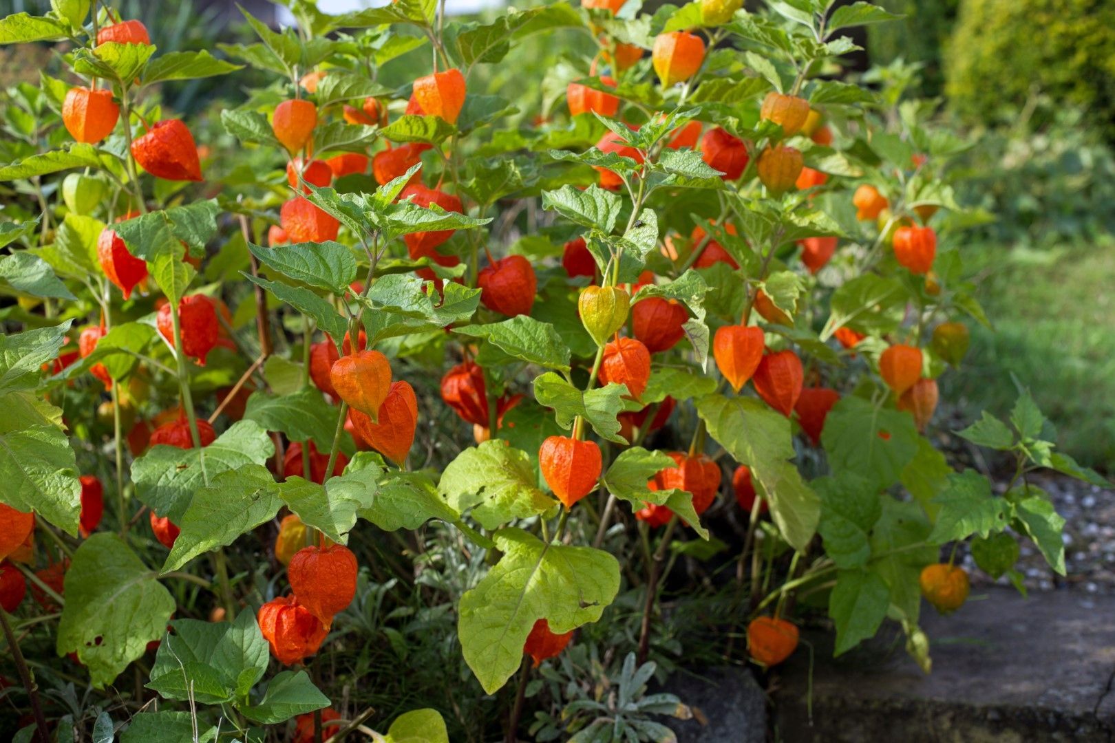 Саженец декоративного фезалиса Китайские фонарики в горшке от питомника PLANTS Алматы